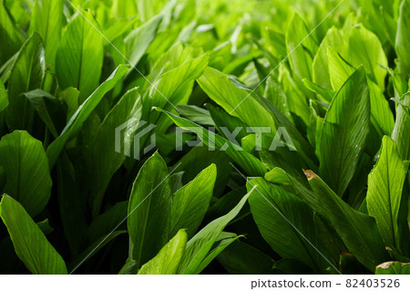 Herb fields Fingerroot at rural organic 82403526