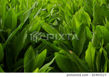 Herb fields Fingerroot at rural organic Herb fields Fingerroot at rural organic 82403527