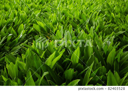 Herb fields Fingerroot at rural organic Herb fields Fingerroot at rural organic 82403528