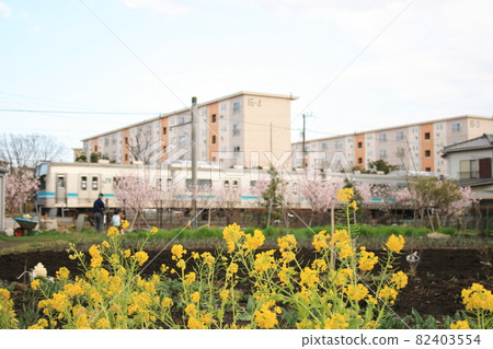 穿越油菜田的JR相模線205系列 82403554
