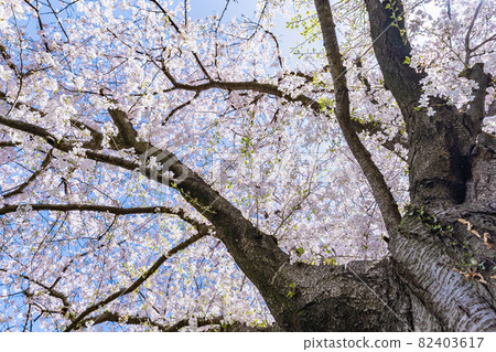 從下仰望大櫻花樹，滿天櫻花，低角度 82403617