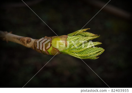 chestnut leaves unfold 82403935