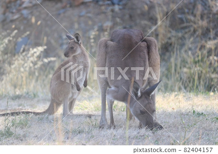 Wild kangaroo _12 in Australia 82404157