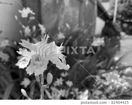 Shaga 82404425