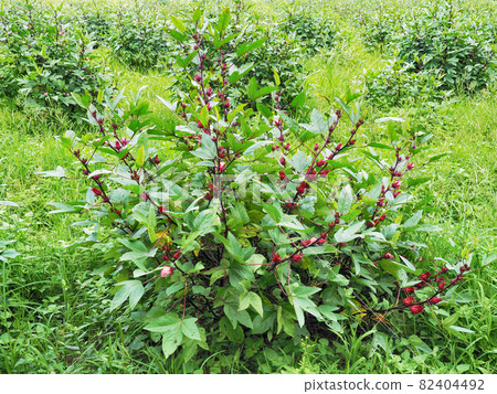 Roselle fruit Roselle fruit 82404492