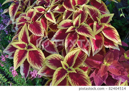 Corius Flower Corius Flower 82404514
