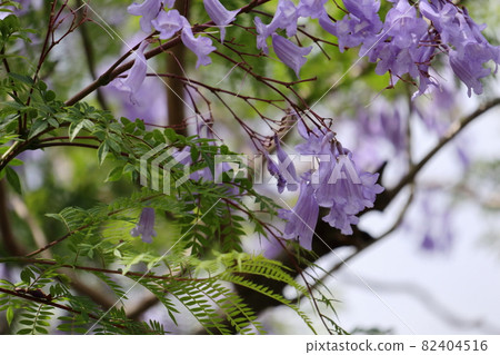 Jacaranda flowers in the green Jacaranda flowers in the green 82404516
