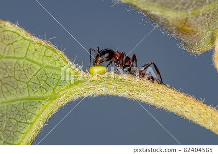 Adult Red Twig Ant Adult Red Twig Ant 82404585