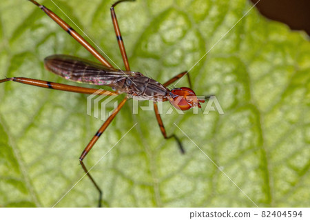 Adult Stilt-legged Fly 82404594