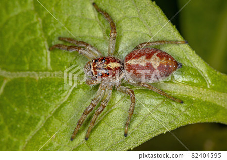 Male Jumping Spider 82404595