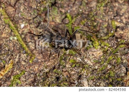 Adult Odorous Ant 82404598