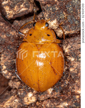 Pleasing Fungus Beetle Pleasing Fungus Beetle 82404599