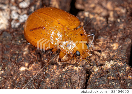 Pleasing Fungus Beetle 82404600