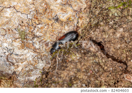 small cosmopolitan black beetle 82404603