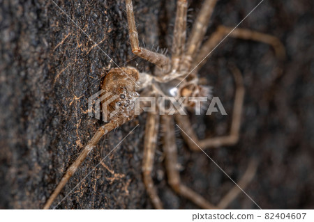 Trechaleid Spider exoskeleton 82404607
