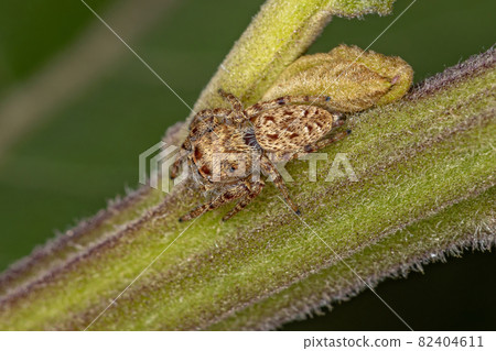Small Jumping Spider 82404611