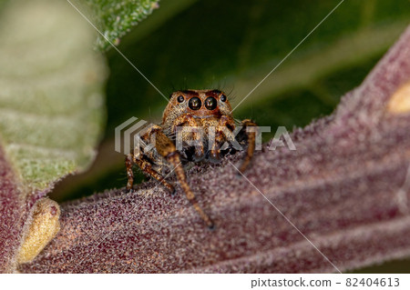 Small Jumping Spider Small Jumping Spider 82404613