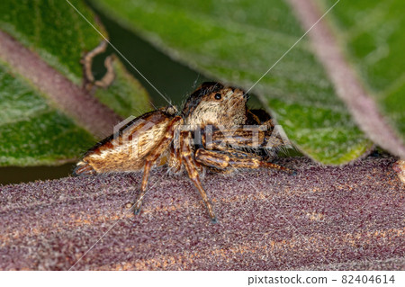 Small Jumping Spider Small Jumping Spider 82404614