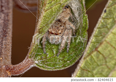 Small Jumping Spider Small Jumping Spider 82404615