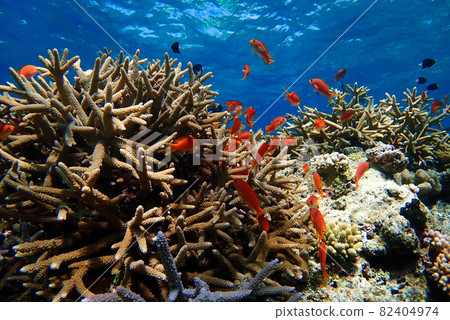 珊瑚礁和魚類 珊瑚礁和魚類 82404974