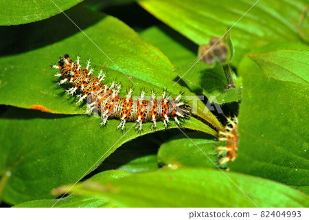 Last-instar larva of Kaniska canace 82404993