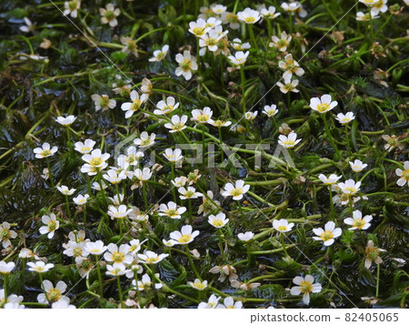 滋賀縣鮞井梅花藻 照片素材 圖片 圖庫 滋賀縣鮞井梅花藻 照片素材 圖片 圖庫