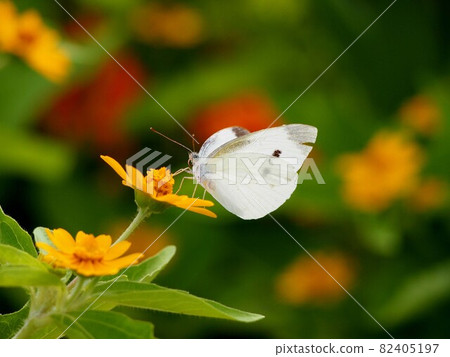 棲息在明亮黃色花朵上的鳳頭白蝴蝶(耶路撒冷朝鮮薊和白菜白蝴蝶) 棲息在明亮黃色花朵上的鳳頭白蝴蝶(耶路撒冷朝鮮薊和白菜白蝴蝶) 82405197