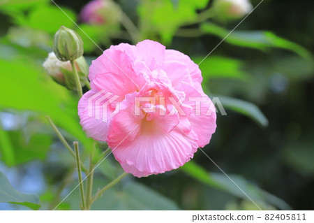 Suifuyou, whose color has changed from white to pink 82405811