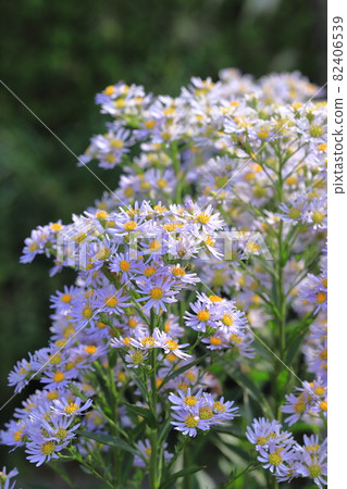Light purple Shion Light purple Shion 82406539