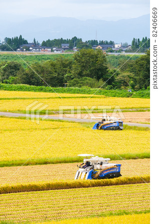 水稻收割 水稻收割 82406669