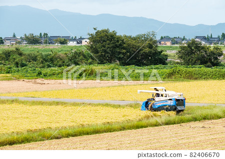 水稻收割 水稻收割 82406670