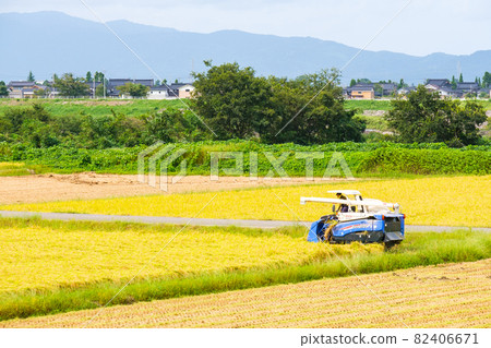 水稻收割 水稻收割 82406671