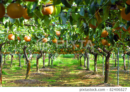 松戶市20世紀梨園梨園 82406827