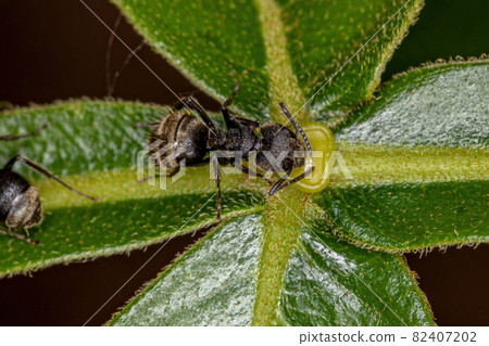 Adult Odorous Ant Adult Odorous Ant 82407202