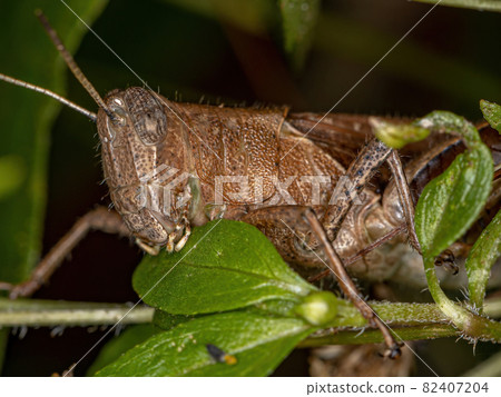 Adult Short-horned Grasshopper Adult Short-horned Grasshopper 82407204