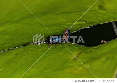 Adult Case-bearing Leaf Beetles Adult Case-bearing Leaf Beetles 82407222