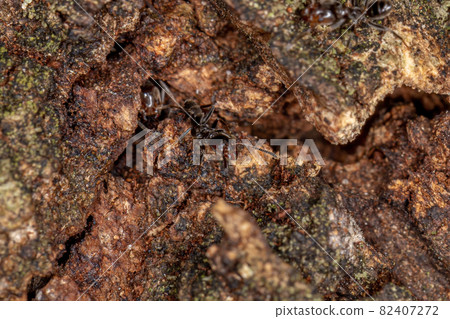 Adult Cecropia Ant Adult Cecropia Ant 82407272