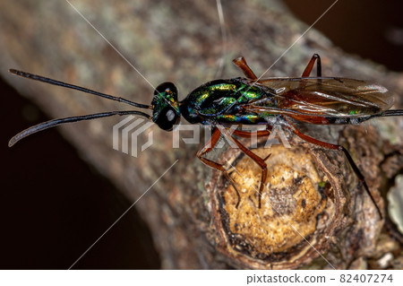 Adult Chalcidoid Wasp 82407274