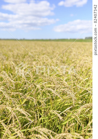 Blue Sky and Autumn Rice Blue Sky and Autumn Rice 82407342
