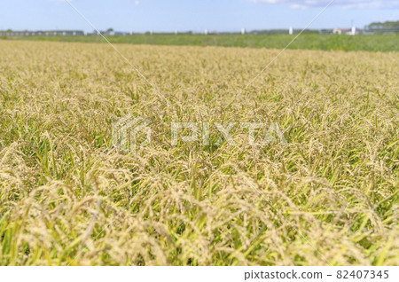 Blue Sky and Autumn Rice Blue Sky and Autumn Rice 82407345