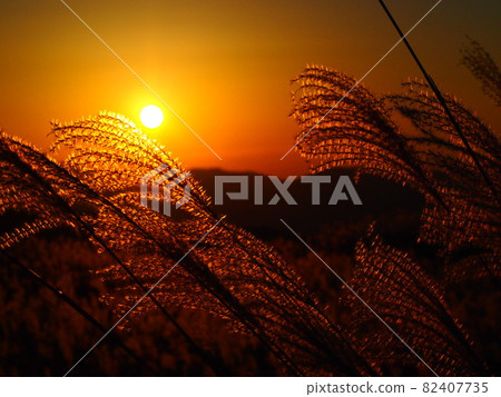 Autumn sunset seen from the Susuki grassland 82407735