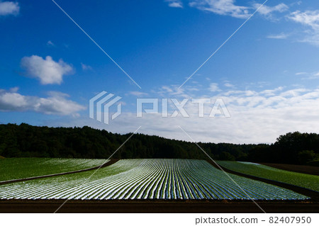 Landscape, nature, photo radish planting in Iwate Kogen, Iwate Prefecture Blue sky and shining ridges of radish Landscape, nature, photo radish planting in Iwate Kogen, Iwate Prefecture Blue sky and shining ridges of radish 82407950