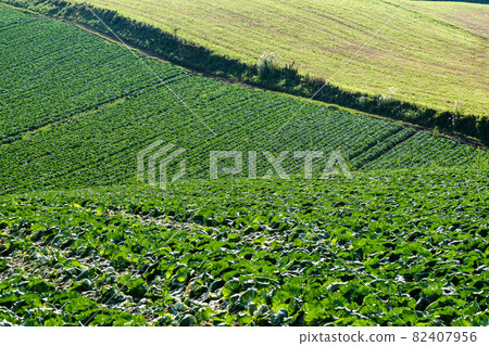 風景、自然、照片 在岩手縣岩手高原種植蘿蔔和捲心菜 風景、自然、照片 在岩手縣岩手高原種植蘿蔔和捲心菜 82407956