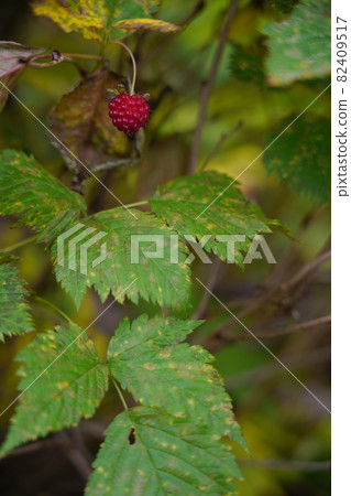 Karamatsudake in the Northern Alps, raspberries that grow on the side of the mountain trail Karamatsudake in the Northern Alps, raspberries that grow on the side of the mountain trail 82409517