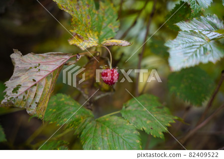 Karamatsudake in the Northern Alps, raspberries that grow on the side of the mountain trail Karamatsudake in the Northern Alps, raspberries that grow on the side of the mountain trail 82409522