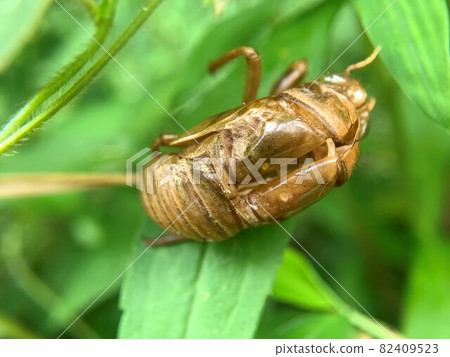 Cicadas found out during the summer vacation Cicadas found out during the summer vacation 82409523