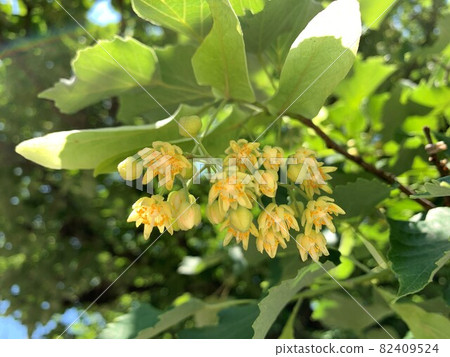 寺廟裡盛開的菩提樹花 照片素材 圖片 圖庫