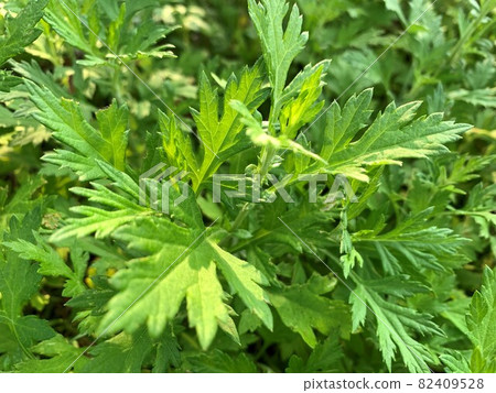 Mugwort field Mugwort field 82409528