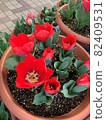 紅色鬱金香盆栽 82409531