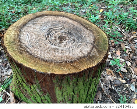 Forest stump, mossy cedar, sideways Forest stump, mossy cedar, sideways 82410453